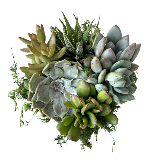 Kit Petite Box Succulent Arrangement for TikTok LIVE Mini Class