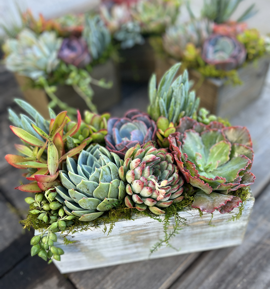 Succulent Arrangement Gift Card | Up to 50% Off Holiday Pre-Order Gifts