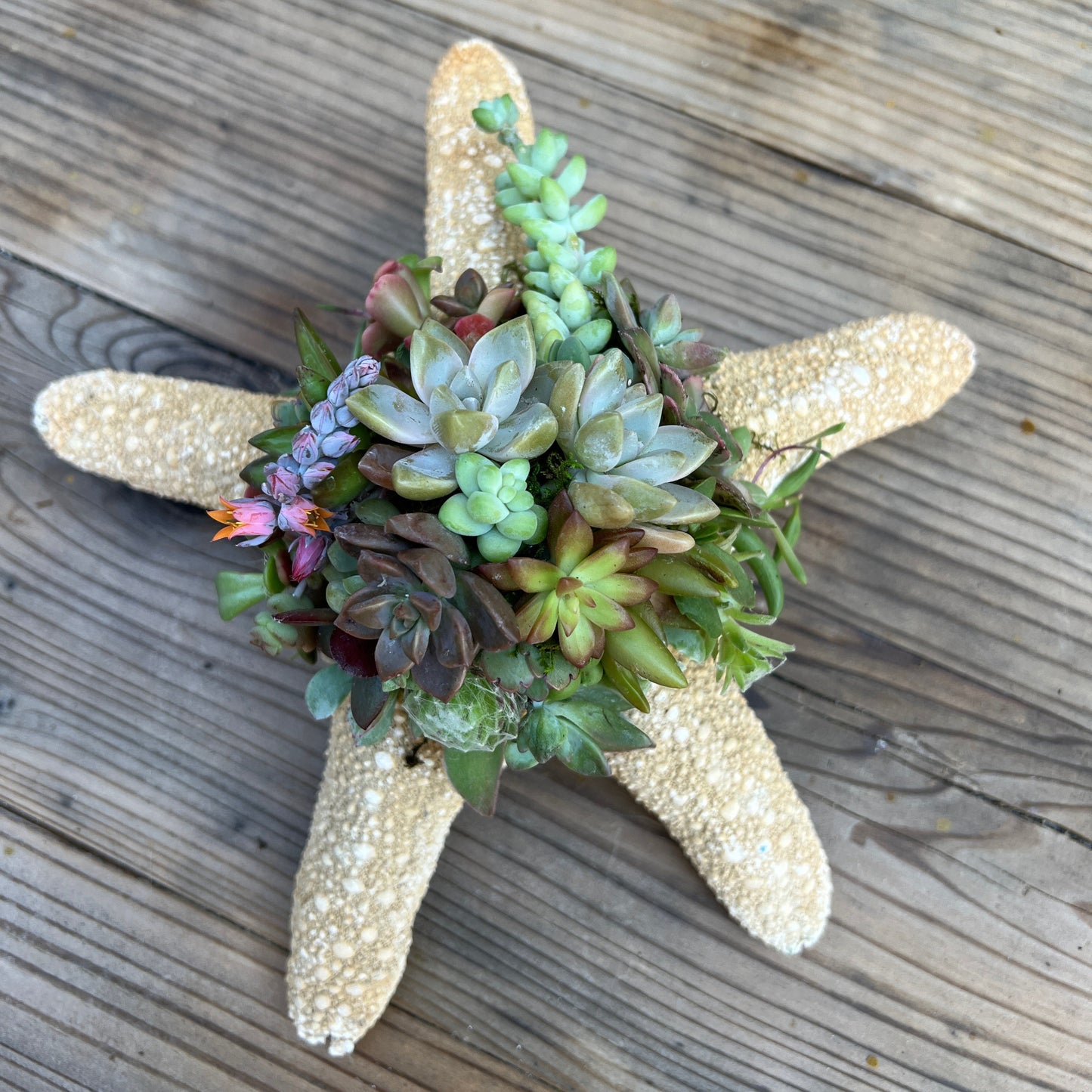 Starfish Succulent Arrangement [M2]