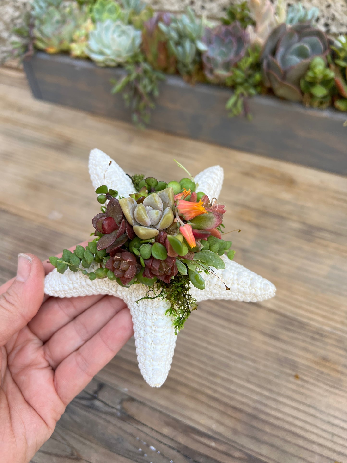 Starfish Succulent Arrangement [M2]
