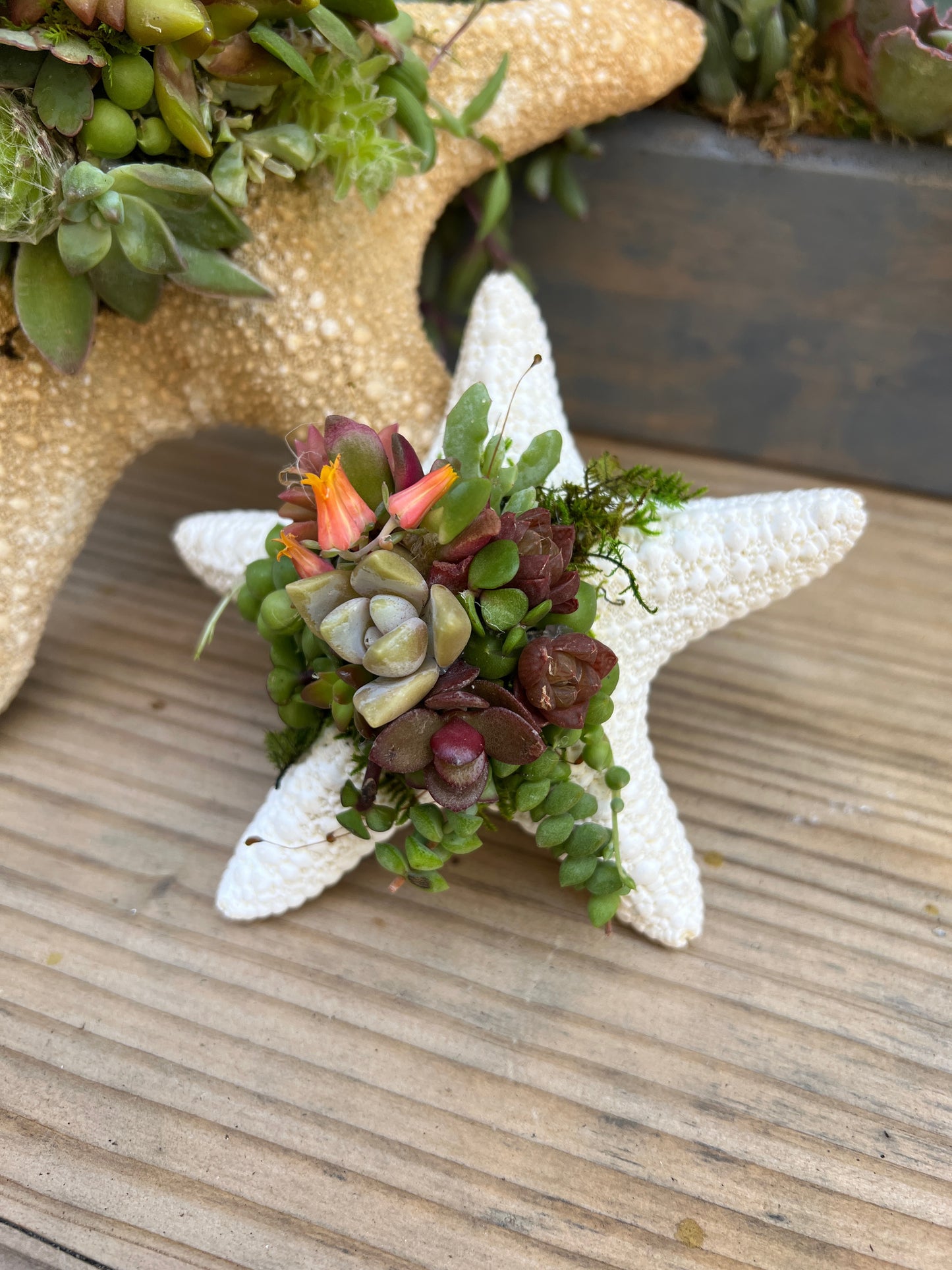 Starfish Succulent Arrangement [M2]
