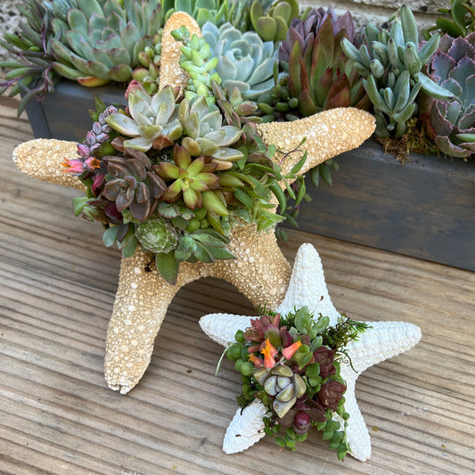 Starfish Succulent Arrangement [M2]
