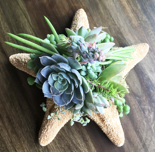 Kit Starfish Succulent Garden, DIY or for Mini LIVE Tiktok Class