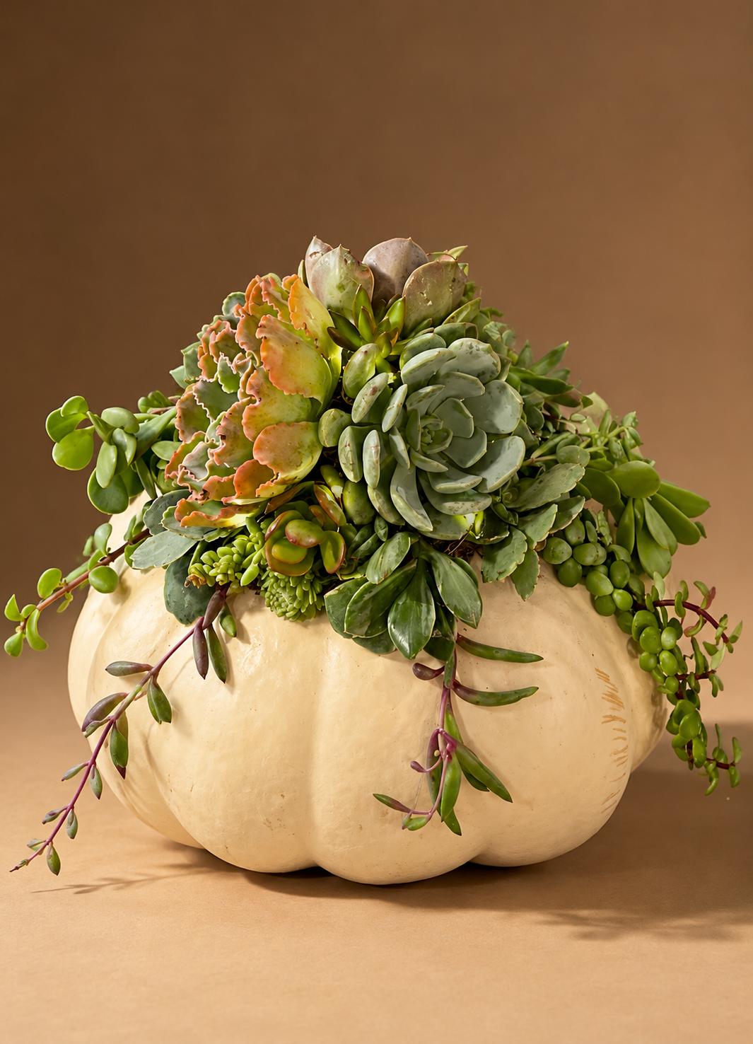 Real Succulent Pumpkin Arrangement Fall Centerpiece