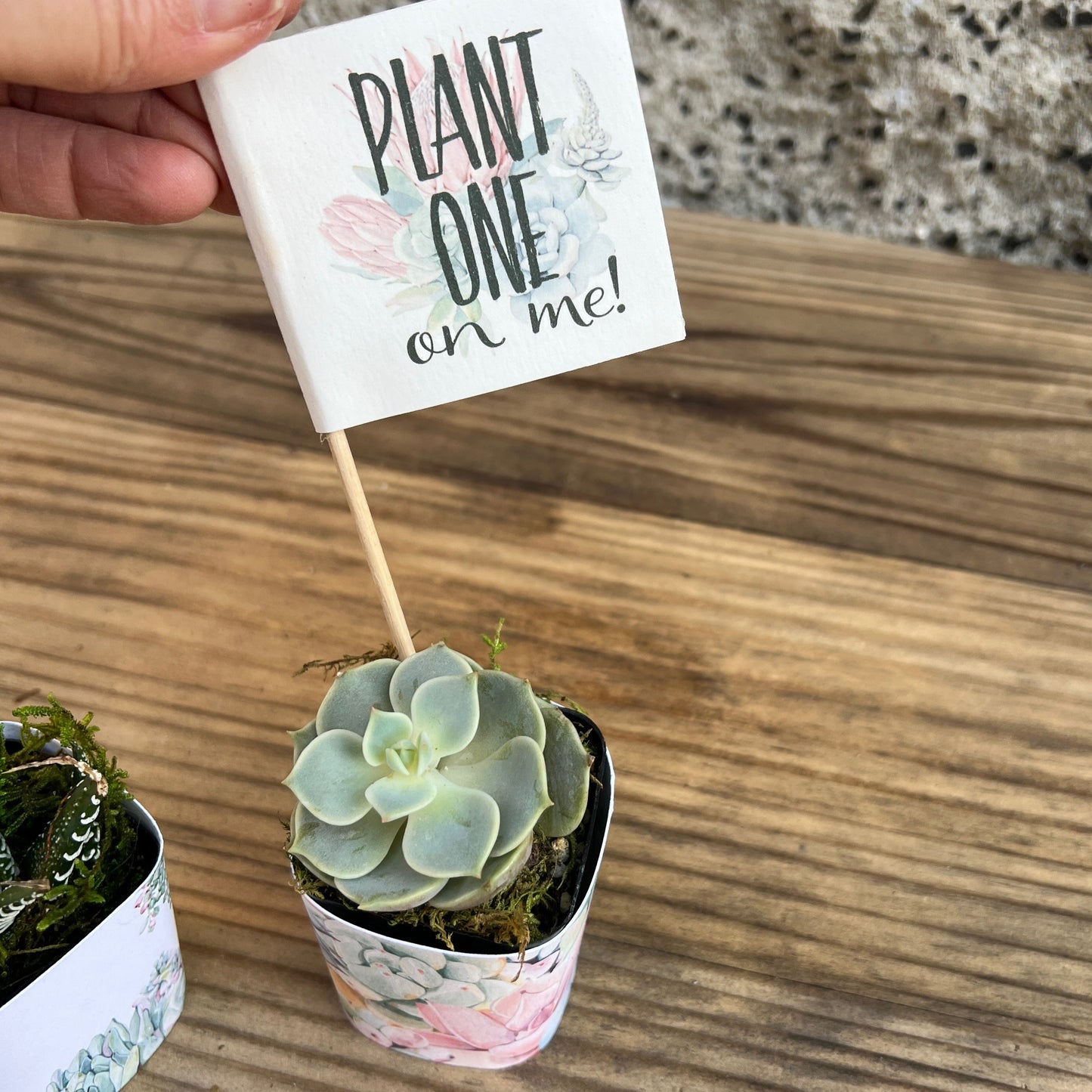 Succulent Plant with Funny Pun Tag, 2 inch Succulent