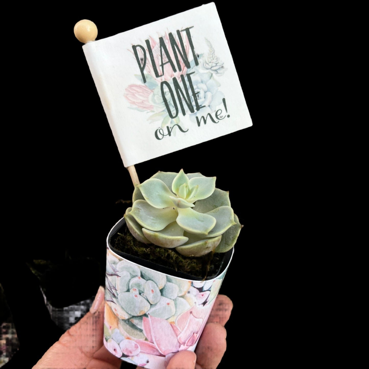 Succulent Plant with Funny Pun Tag, 2 inch Succulent