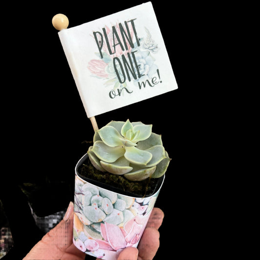 Succulent with Funny Pun Tag, 2 inch plant [S2]