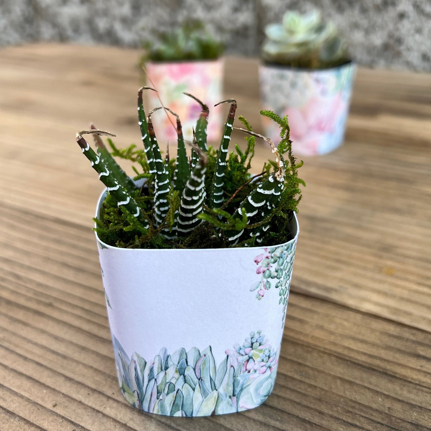 Succulent Plant with Funny Pun Tag, 2 inch Succulent