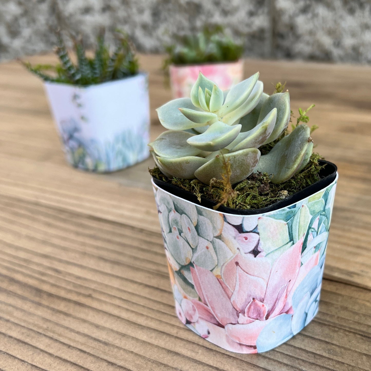 Succulent Plant with Funny Pun Tag, 2 inch Succulent