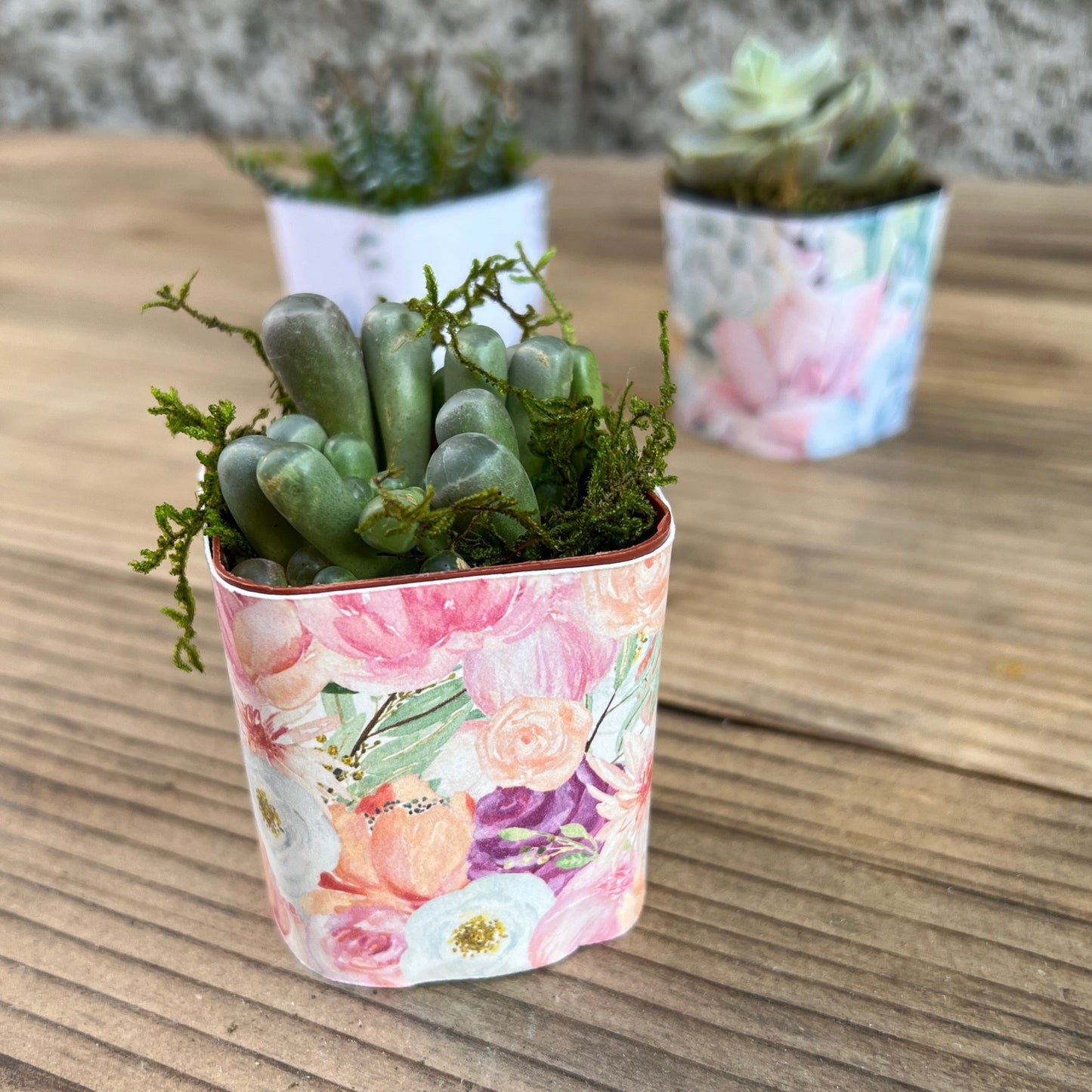 Succulent Plant with Funny Pun Tag, 2 inch Succulent