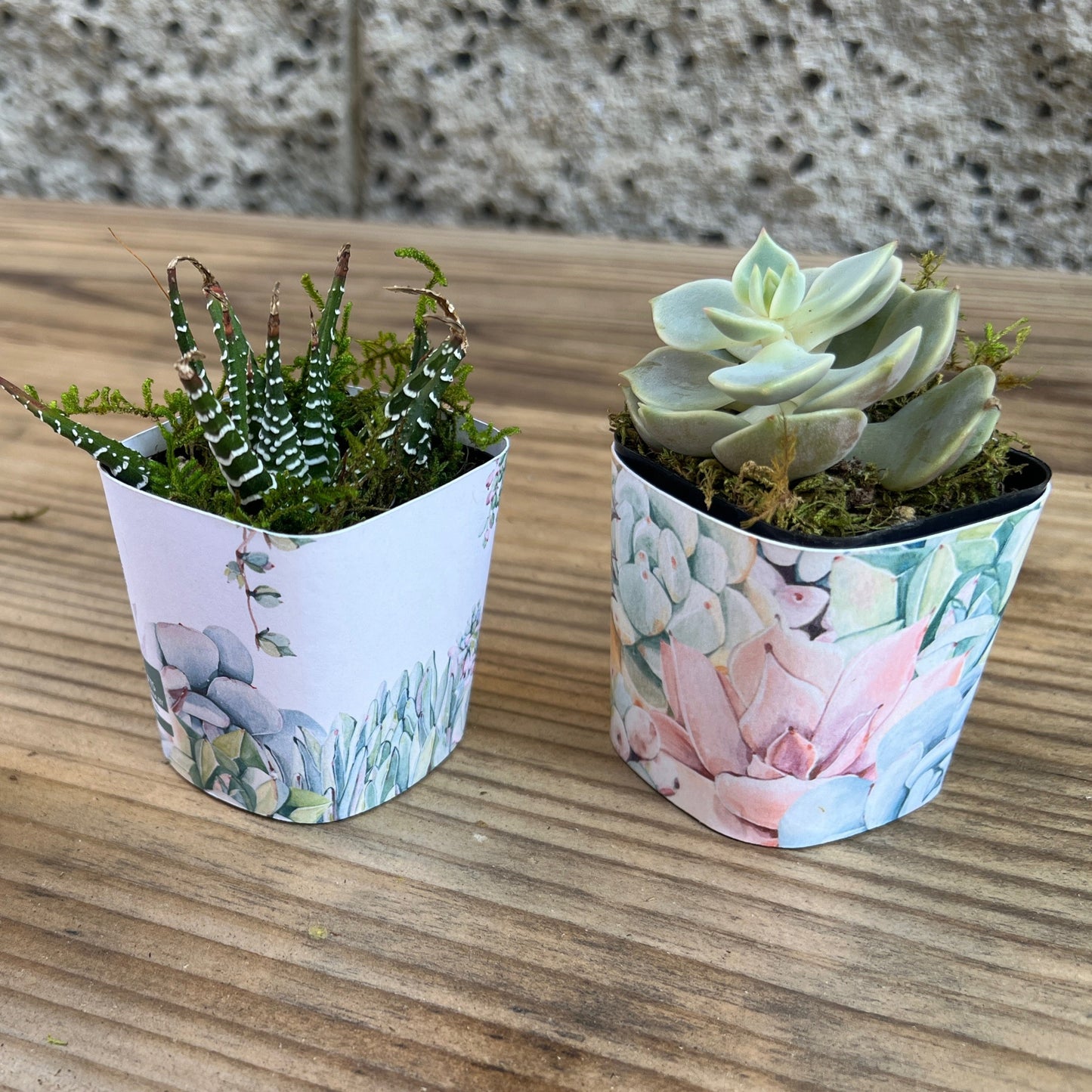 Succulent Plant with Funny Pun Tag, 2 inch Succulent