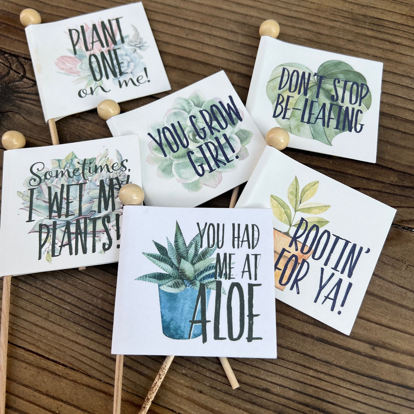 Succulent Plant with Funny Pun Tag, 2 inch Succulent