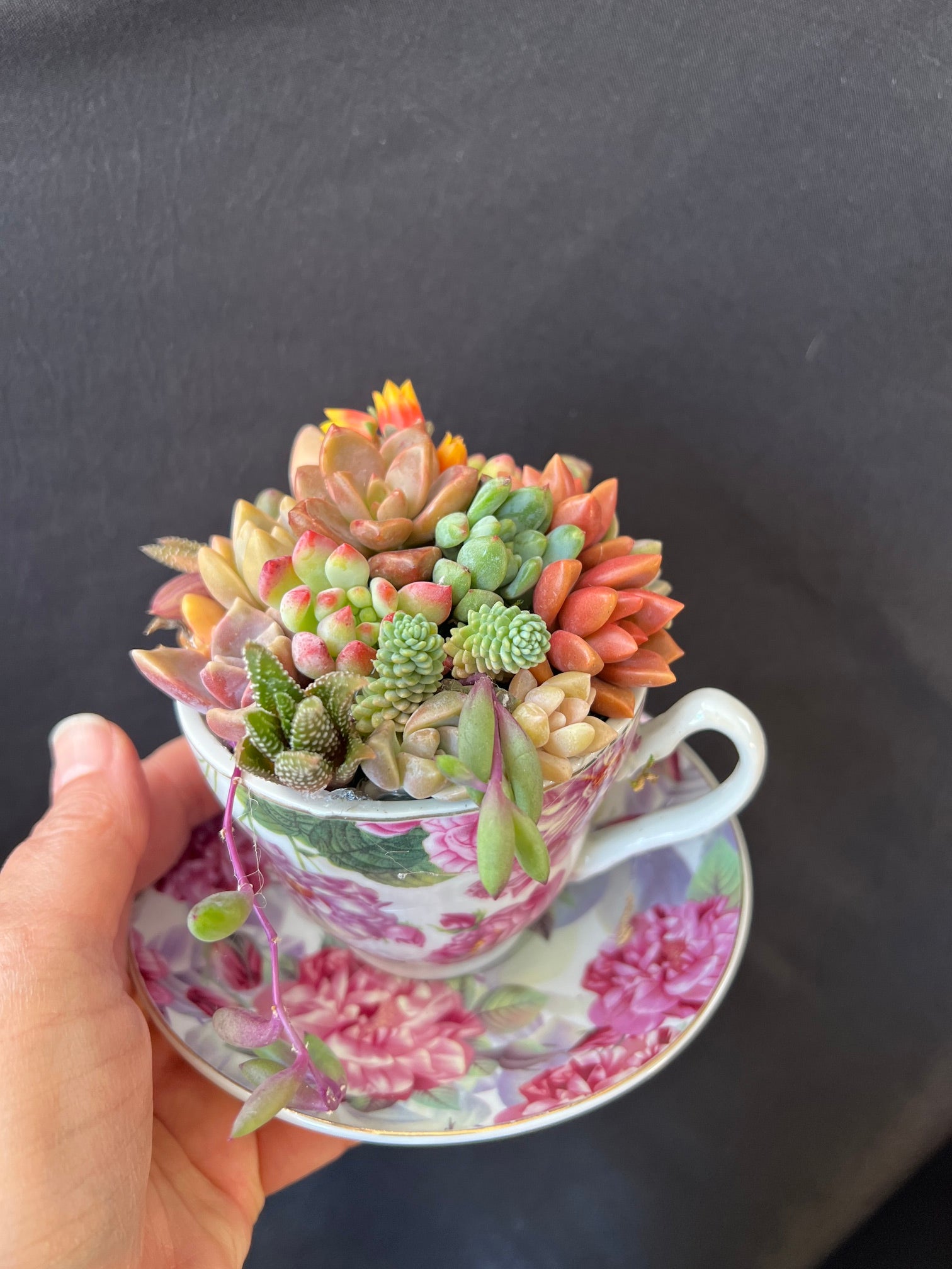 teacup succulents Mother's Day Tea Cup Succulent Arrangement – Succulents & Plant Gifts by  Sorella Minchella