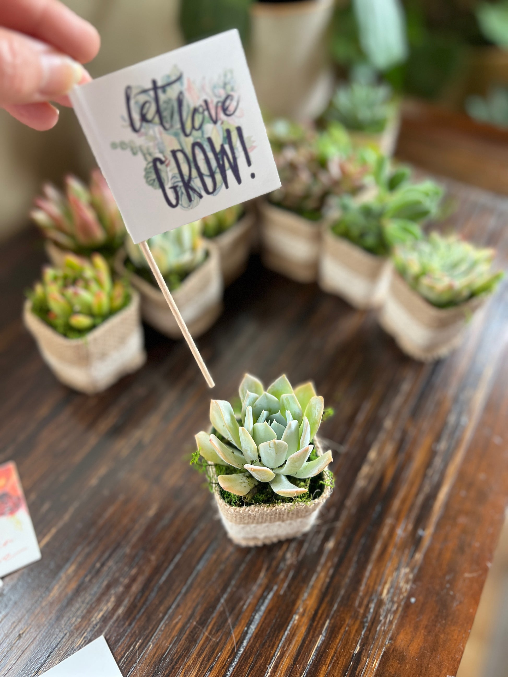 succulent plant wedding favors Succulent Wedding Favors with Plant Pun Love Tags, Plant Favors with B – Succulents & Plant Gifts by Sorella Minchella