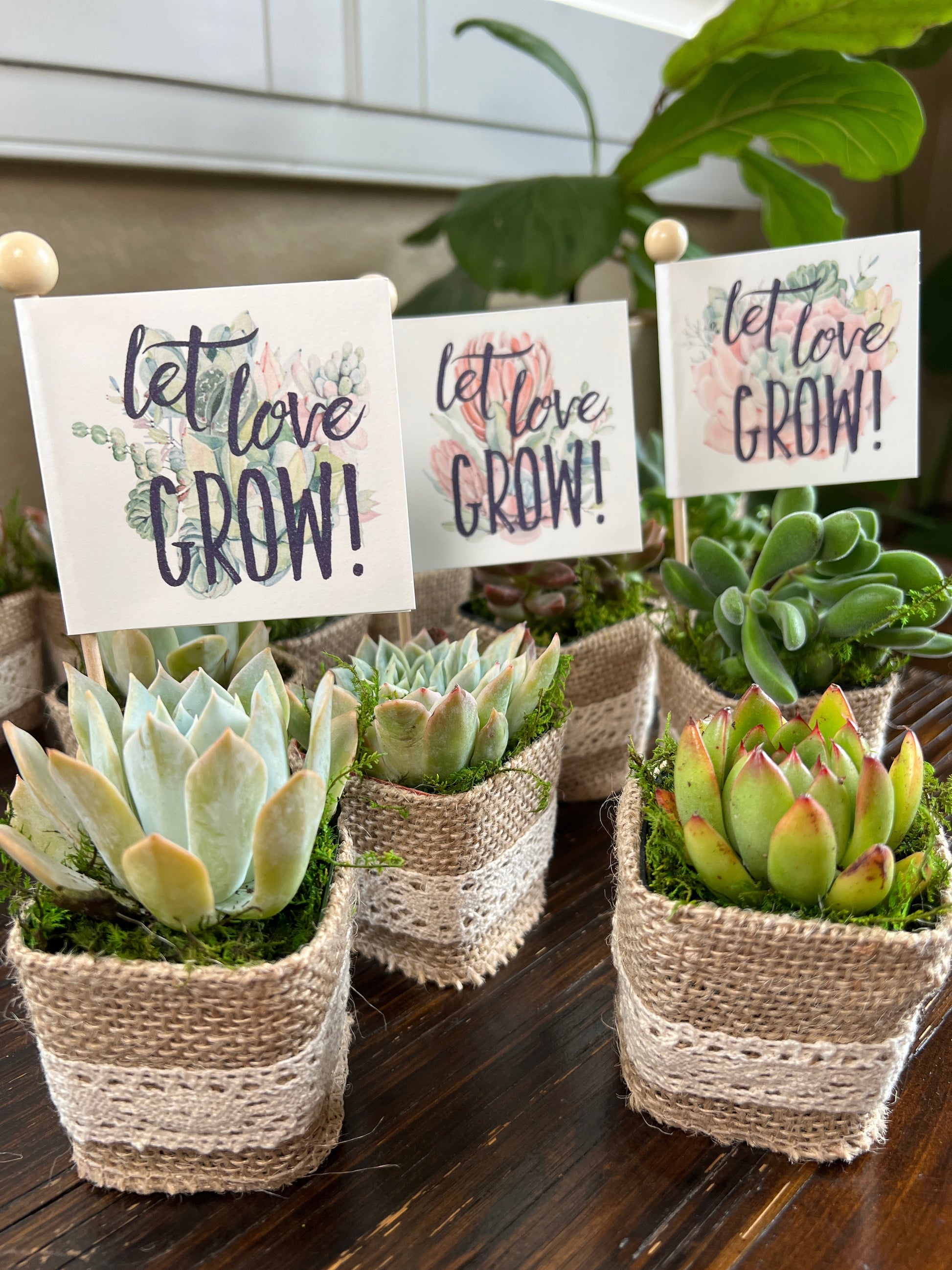 succulent puns for friends Succulent Wedding Favors with Plant Pun Love Tags, Plant Favors with B – Succulents & Plant Gifts by Sorella Minchella