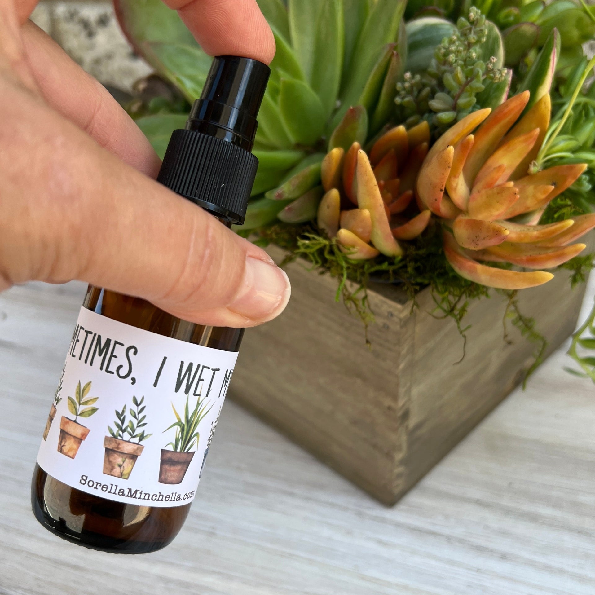alcohol spray for succulents Succulent Conch Shell Arrangement [S2] – Succulents & Plant Gifts by  Sorella Minchella