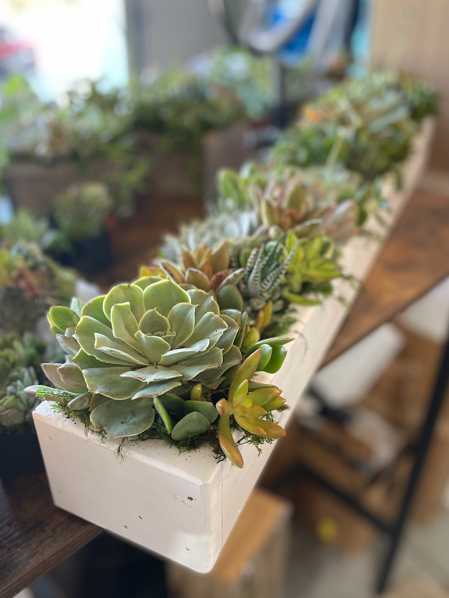 Long Box Succulent Arrangement, Low Profile Custom Centerpiece